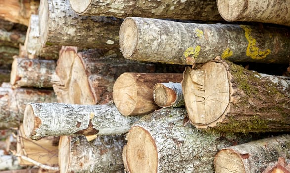 birch logs. a lot of firewood, fallen trees, a lot of logs are lying on the ground in the nature of a sawmill. Sectional view.