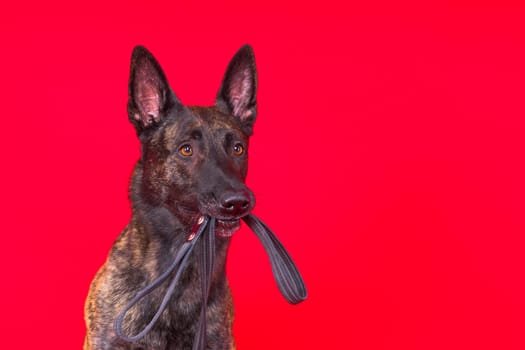 Dutch shepherd dog and leash in teeth, studio shot