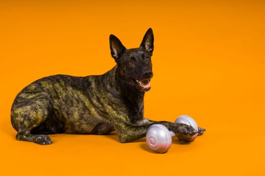 Dutch Shepherd holding dumbbell on a red and yellow background