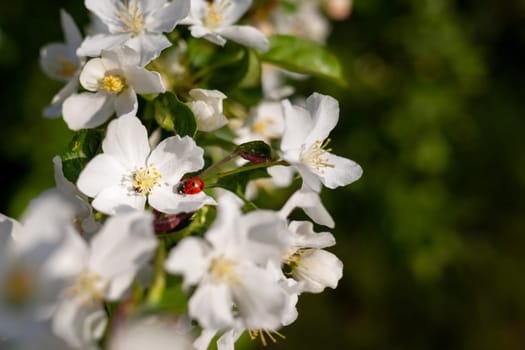 Blooming apple tree in the spring garden. Insect ladybug sits on an apple tree flower. Close-up of white flowers on a tree