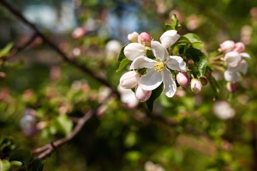 Blooming apple tree in the spring garden. Close up of white flowers on a tree