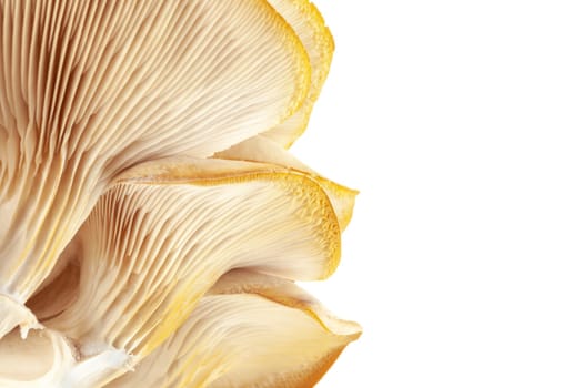 oyster mushroom close up isolated on white background.