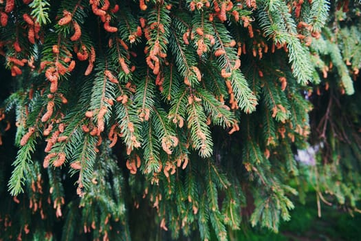 Fir branches with young cones close-up