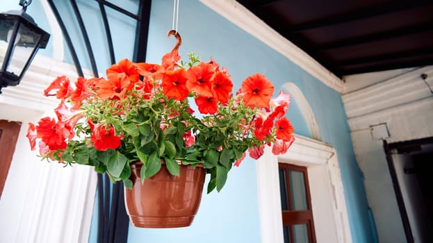 Red petunia flowers in a hanging pot on the porch