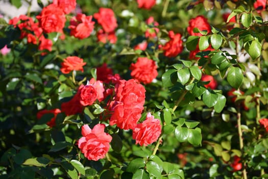 Beautiful burgundy and varietal rose