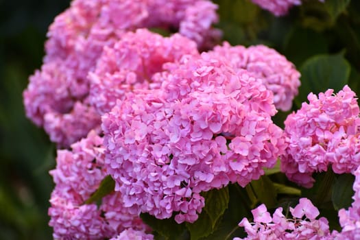 Bush of pink abundantly blooming hydrangea in the garden