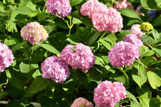 Bush of pink abundantly blooming hydrangea in the garden