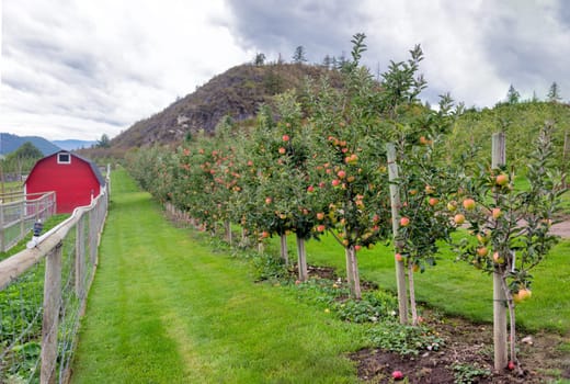 Ripe pink apples among green leaves at an orchard farm field.