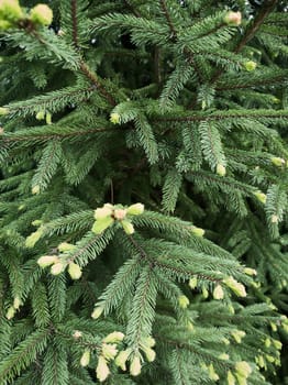 Christmas background texture of fir branches. Copy space. Bertical shot of blooming spruce branches with youthful pine cones in spring