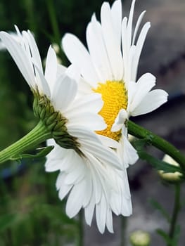 White large daisies in the meadow close-up against the background of greenery.