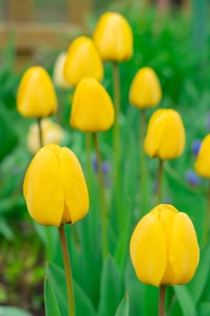 Yellow tulips close-up on a beautiful background. photo beautiful