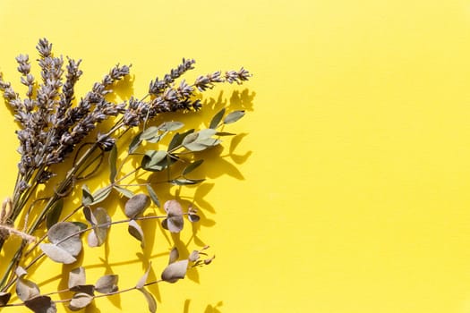 Dry pressed wild flowers and plants isolated on white background. Botanical collection