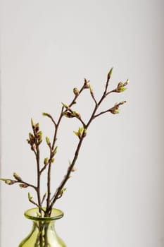 Hello spring or happy easter concept: New tree leaves branch budding in the spring vase