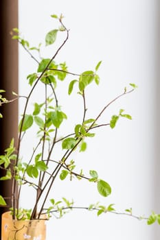 Branches of the pussy willow with flowering bud in vase with water isolated on white background