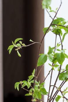 Branches of the pussy willow with flowering bud in vase with water isolated on white background
