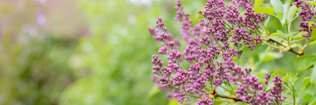 purple blooming varietal double lilac with green leaves in spring garden.Blooming branch of lilac. web banner