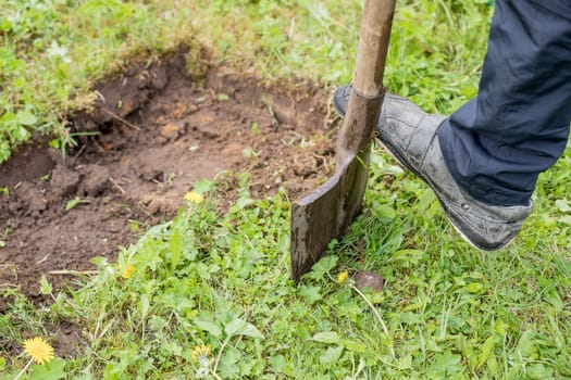 Gardener digging with garden spade in black earth soil