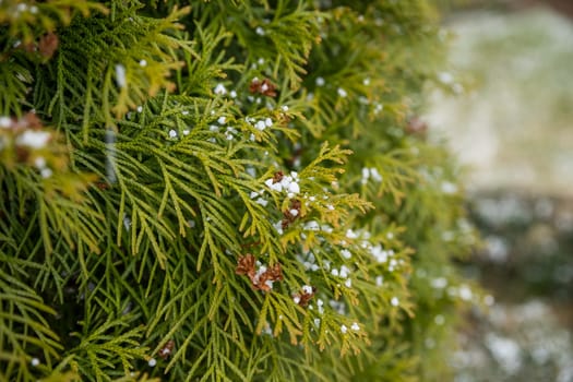 thuja green is a modern background for a gardening website. thuja branches