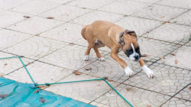 boxer puppy having fun at home. Non stop messing dog lifestyle.