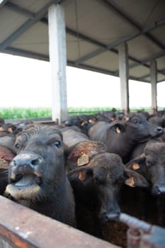 italian mediterranean buffalo breed farm specializing in the production of buffala mozzarella cheese of campania region in paes Italy.