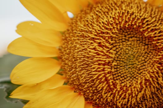 Close-up of a sunflower growing in a field of sunflowers during a nice sunny summer day with some clouds. Helianthus