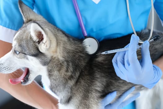 Husky dog prick injection in veterinary clinic. Vaccination and inoculation for animals concept