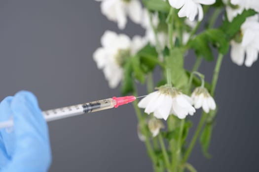 Withered white chrysanthemum pierced with medical syringe. Creative concept of prolonging youth concept