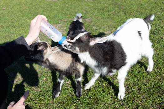 Farmer Feeds Milk Babies Goat From Bottle On Farm In Summer Or Spring Time. Domestic Animals Care, Raising. Meadow, Green Blooming Trees On Background. Horizontal Plane. High quality photo