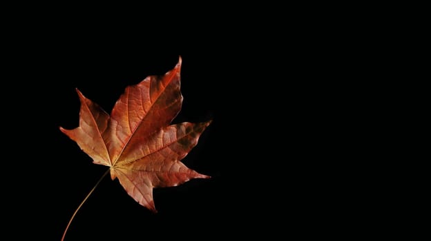 Autumn background orange marple leaf on black with copy space for text. Fall background. Banner