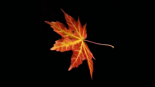 Autumn background orange marple leaf on black with copy space for text. Fall background. Banner