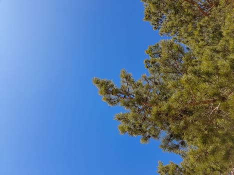 Pine tree branch above blue clear sky background