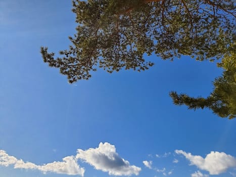Pine tree branch above blue clear sky background