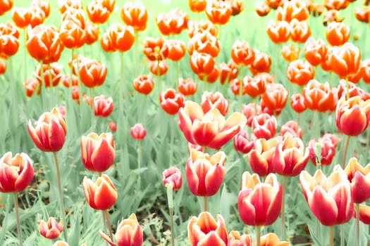a bulbous spring flowering plant of the lily family, with boldly colored cup shaped flowers.