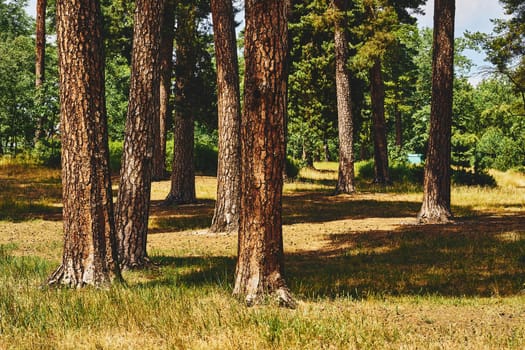 a large area covered chiefly with trees and undergrowth. Fabulous green forest thicket with firs and lush grass.
