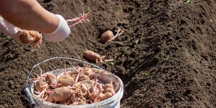 Planting potato tubers in the soil. Early spring preparation for the garden season. Selective focus