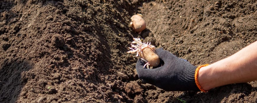 Planting potato tubers in the soil. Early spring preparation for the garden season. Selective focus