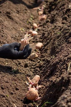 Planting potato tubers in the soil. Early spring preparation for the garden season. Selective focus