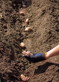 Planting potato tubers in the soil. Early spring preparation for the garden season. Selective focus