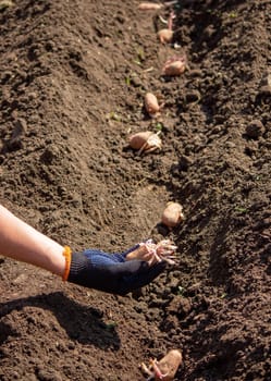 Planting potato tubers in the soil. Early spring preparation for the garden season. Selective focus