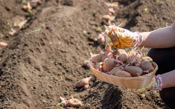 Planting potato tubers in the soil. Early spring preparation for the garden season. Selective focus