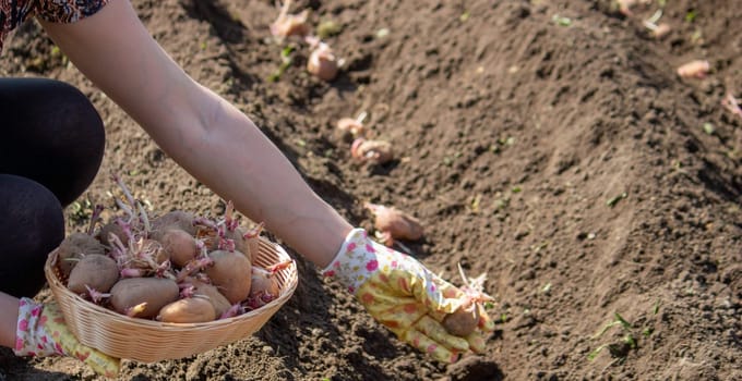 Planting potato tubers in the soil. Early spring preparation for the garden season. Selective focus