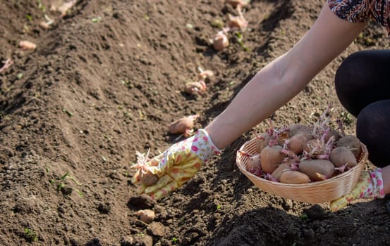 Planting potato tubers in the soil. Early spring preparation for the garden season. Selective focus