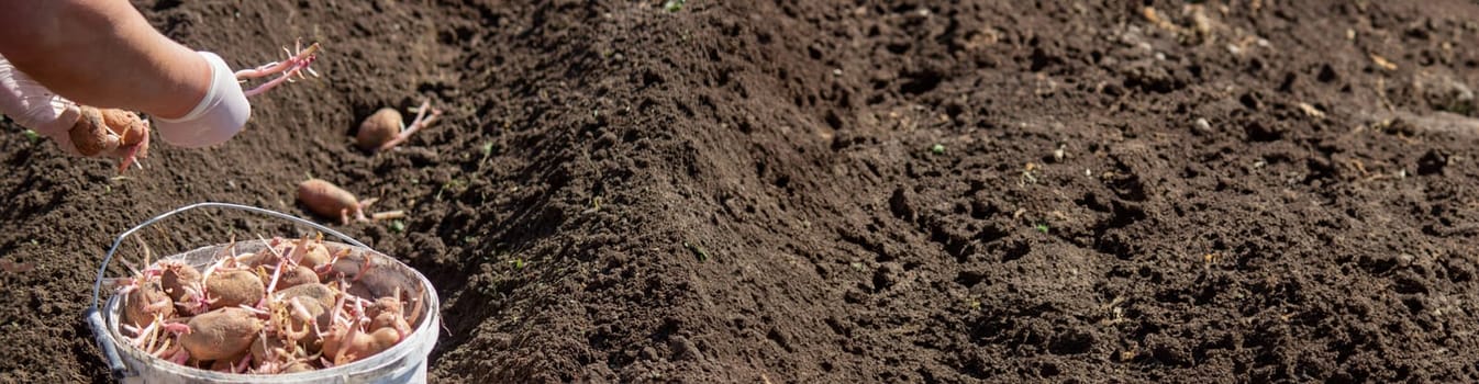Planting potato tubers in the soil. Early spring preparation for the garden season. Selective focus