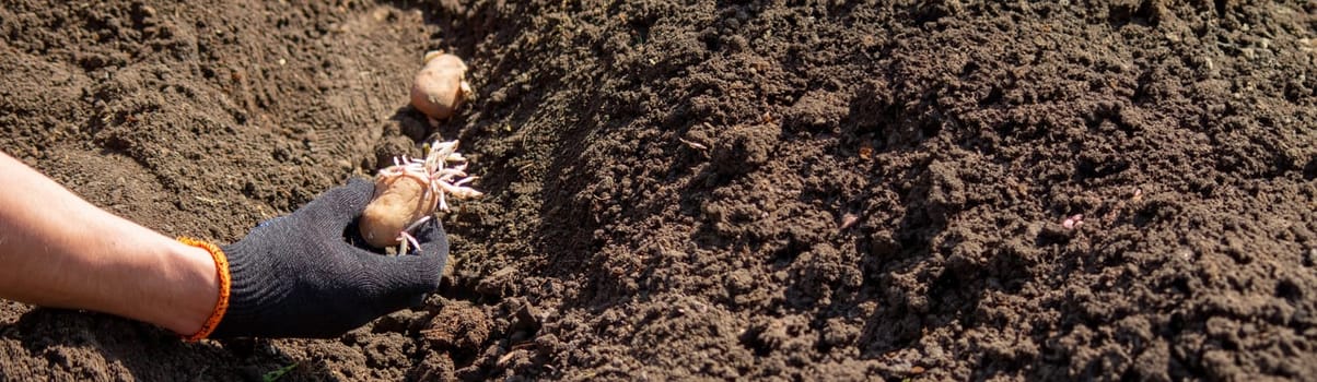 Planting potato tubers in the soil. Early spring preparation for the garden season. Selective focus