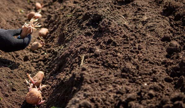 Planting potato tubers in the soil. Early spring preparation for the garden season. Selective focus