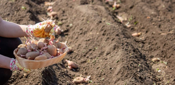 Planting potato tubers in the soil. Early spring preparation for the garden season. Selective focus
