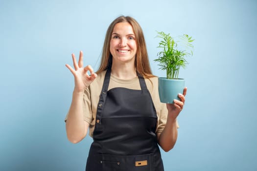 Brunette gardener woman holding flower in white pot on blue background showing an ok sign with fingers.