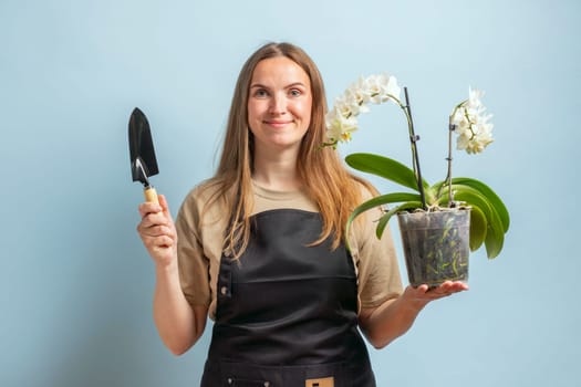 Female gardener with a spade and orchid flower in white pot on blue background.