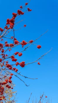 red viburnum against the blue sky. red berries on tree branches. autumn berries.clusters of viburnum berries on a tree