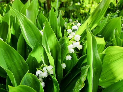 Beautiful White flowers Lilly of The Valley in rainy garden. Lily of the valley white small fragrant flowers